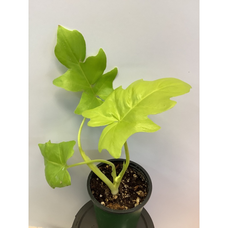 Philodendron  bipinnatifidum Gold 6″ Pot