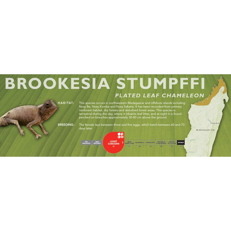 Plated Leaf Chameleon (Brookesia stumpffi) Classic Vivarium Label