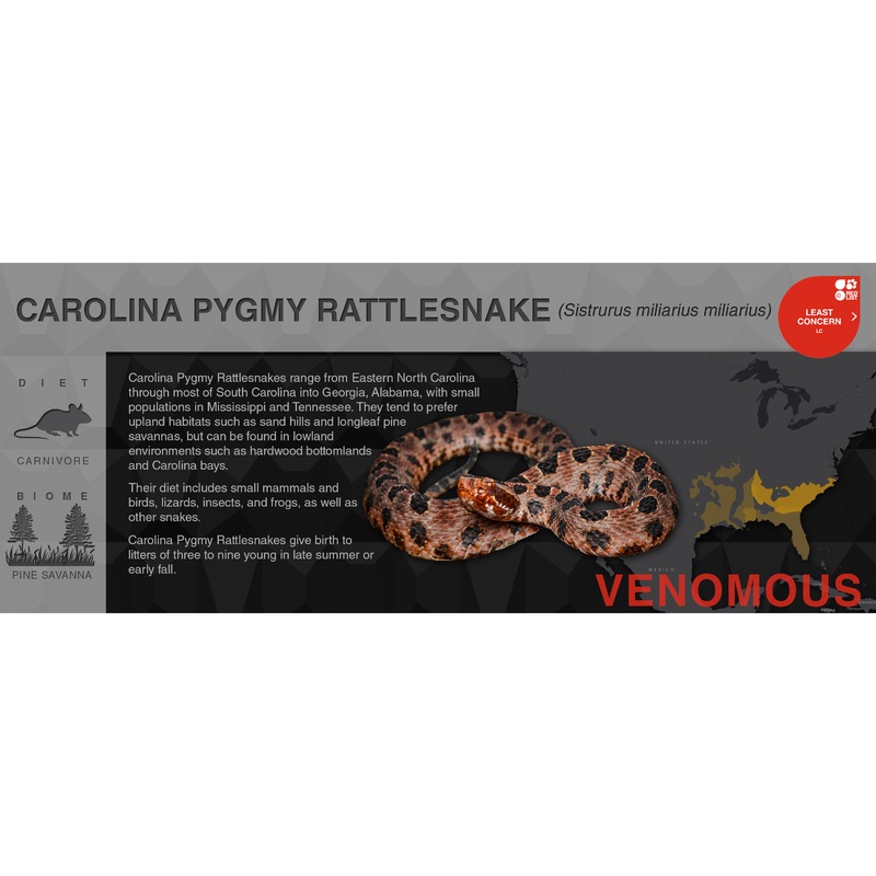 Pygmy Rattlesnake (Sistrurus miliarius) – Black Series Vivarium Label Carolina (miliarius) Black