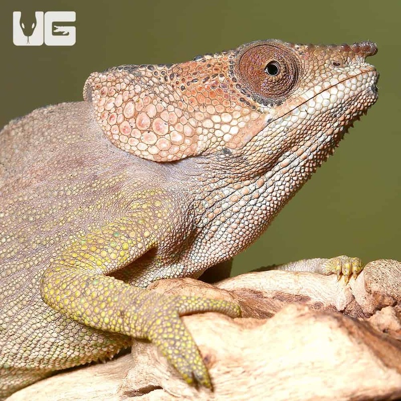 Short Horned Chameleons For Sale