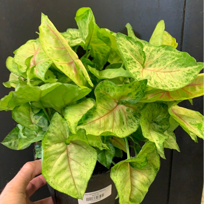 Syngonium Berry 3.5 pot