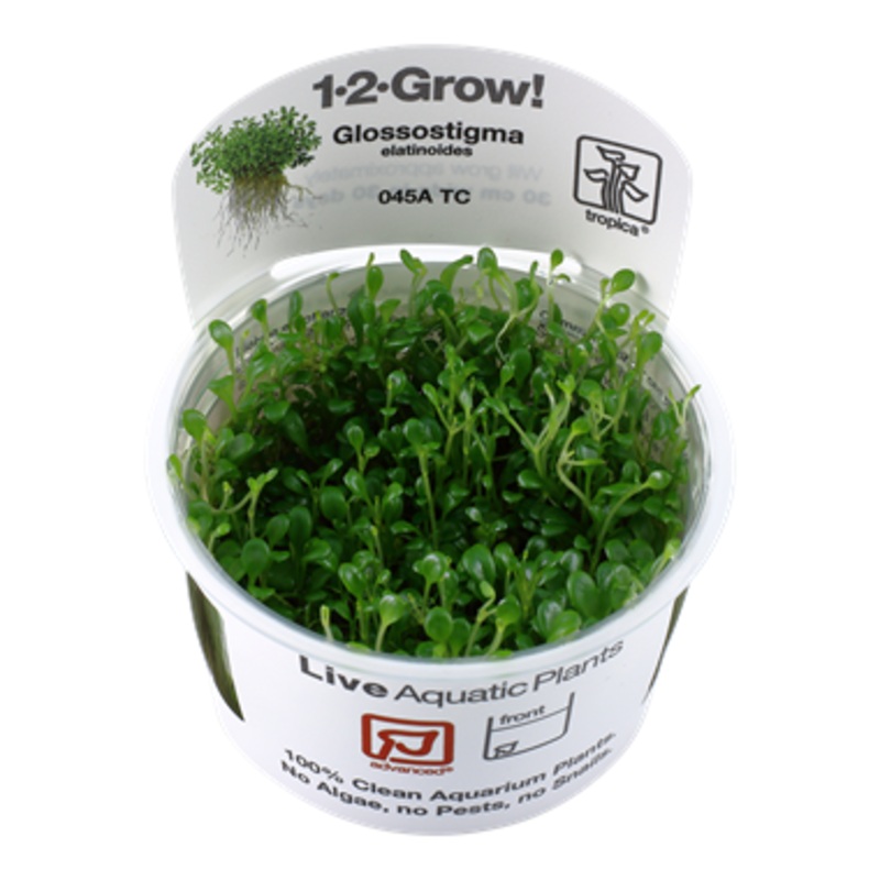 Tropica Glossostigma elatinoides 1-2-Grow