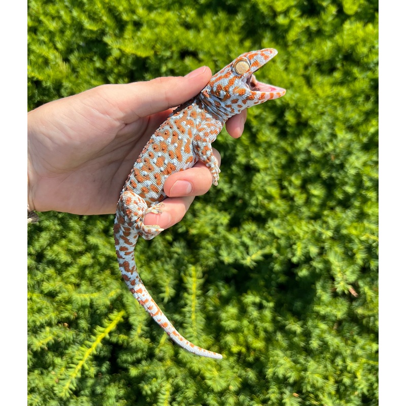 1.1 Adult Tokay Gecko (Pair 1)