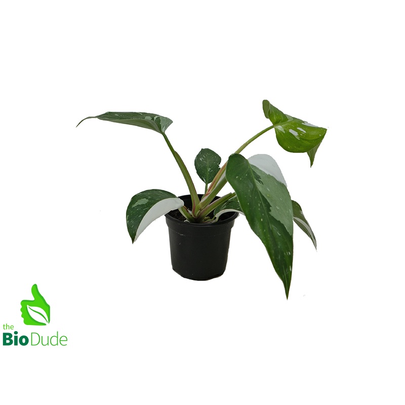 4″ Pot Philodendron White Princess