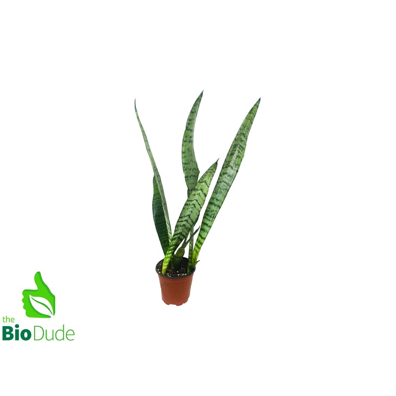 4″ Pot Sansevieria Taller Variety