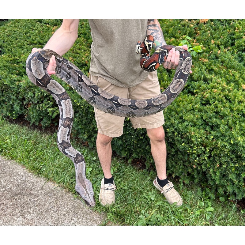 8 Adult Guyana Boa (Male)