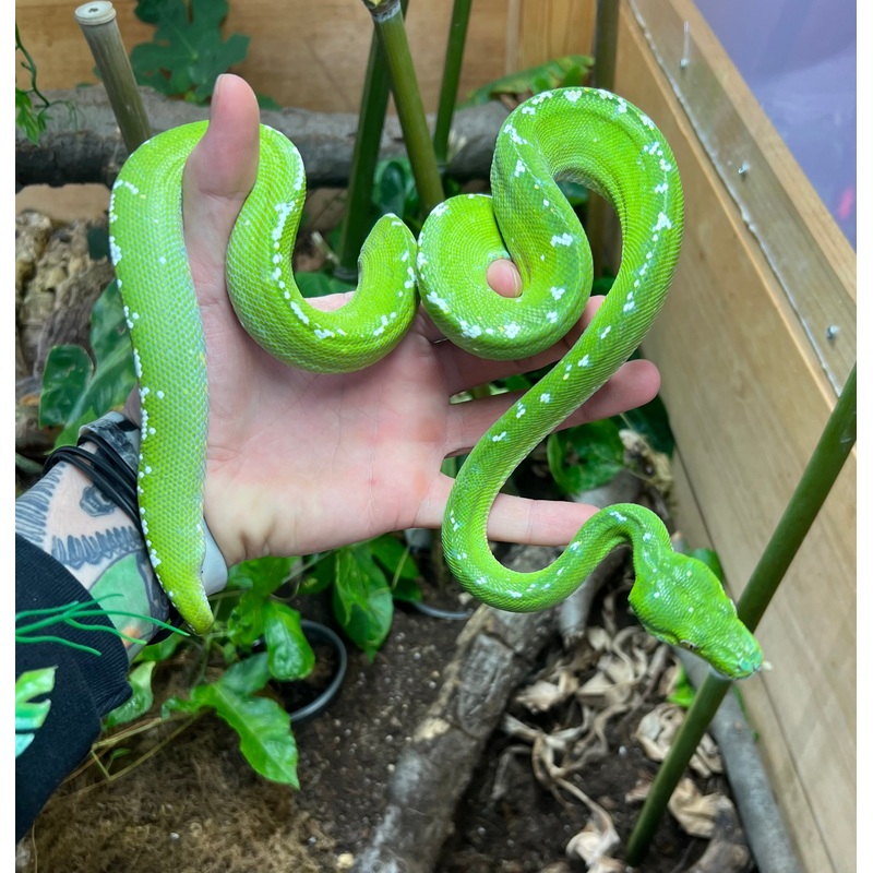Adult Aru Green Tree Python (Male 2)