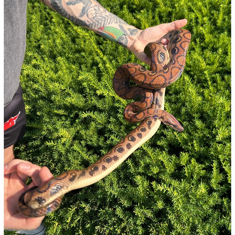 Adult Brazilian Rainbow Boa (Male 3)