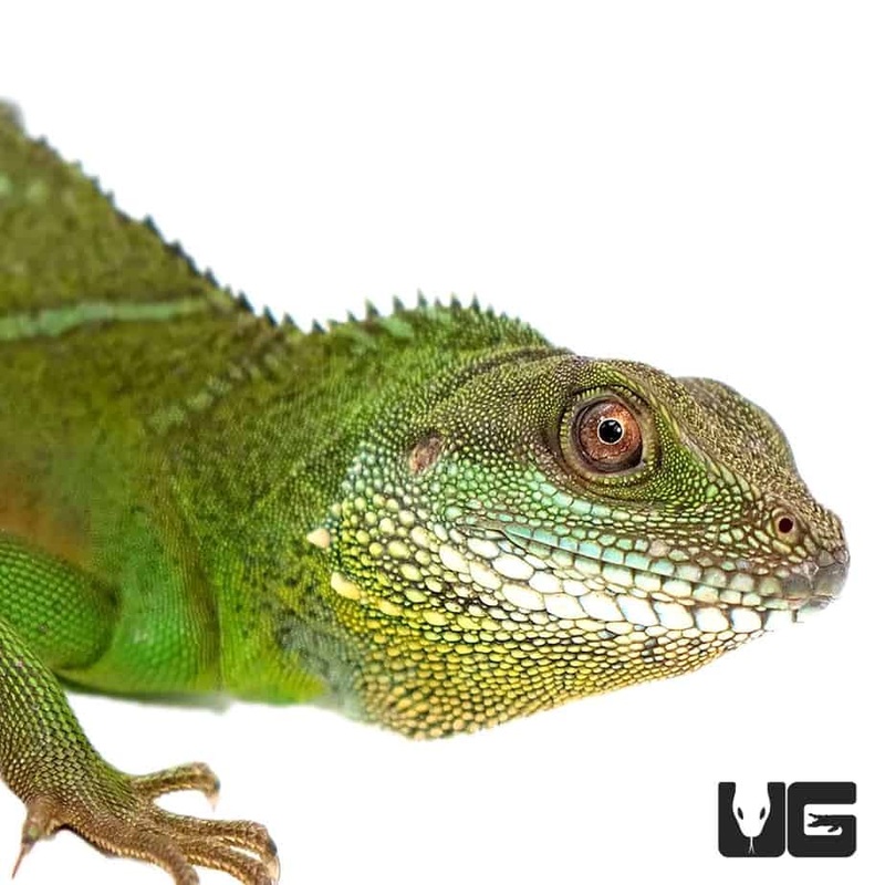 Adult Chinese Water Dragons For Sale