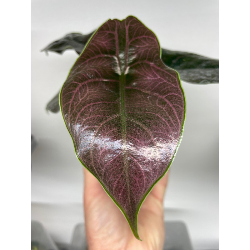 Alocasia azlanii