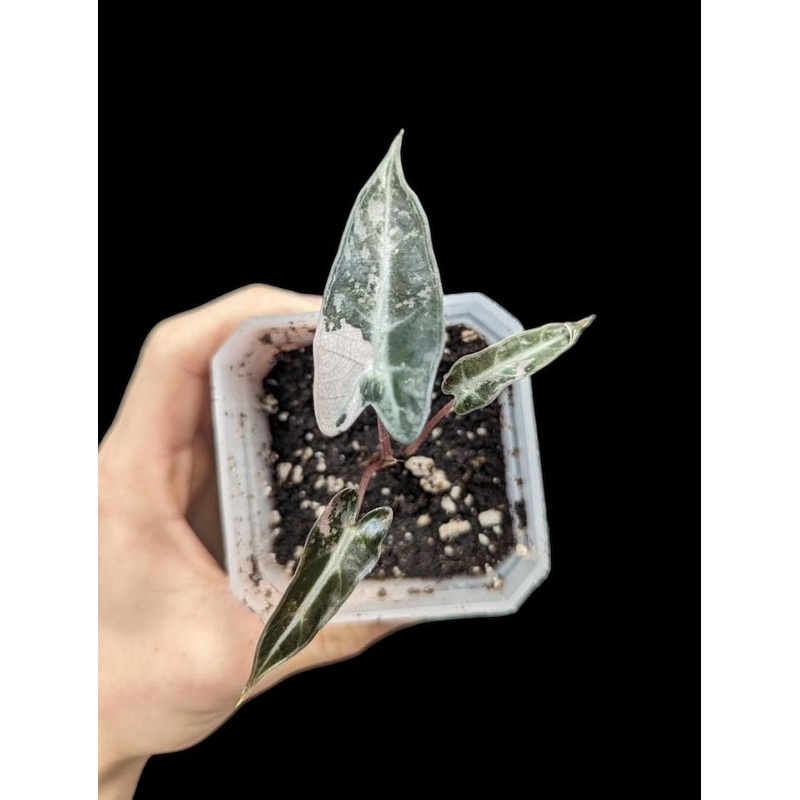 Alocasia bambino variegated