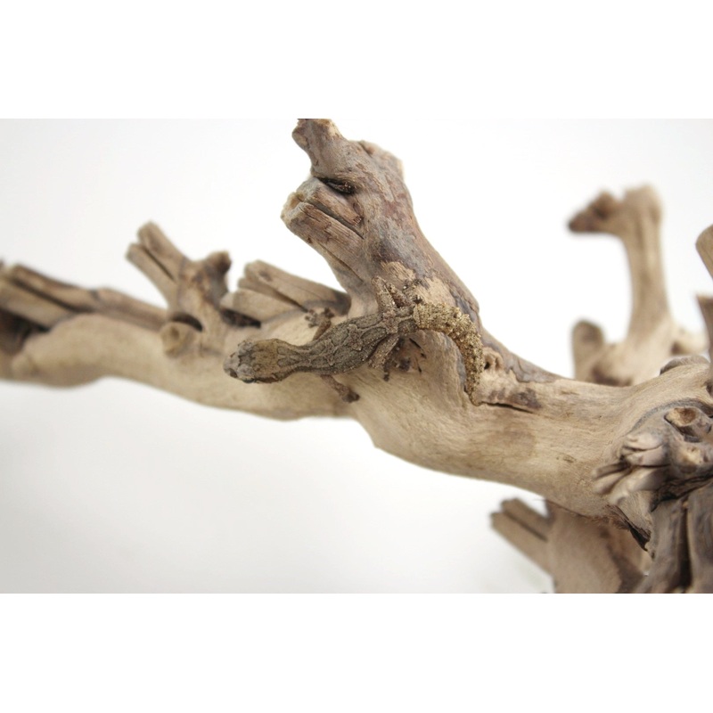 Androyensis Dwarf Gecko