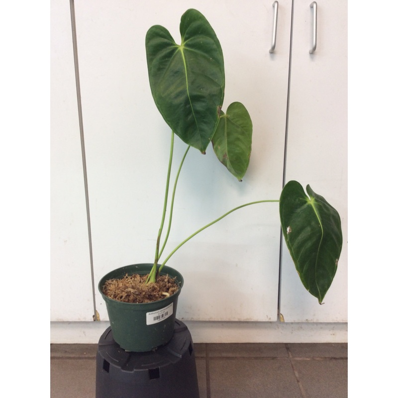 Anthurium esmeraldense