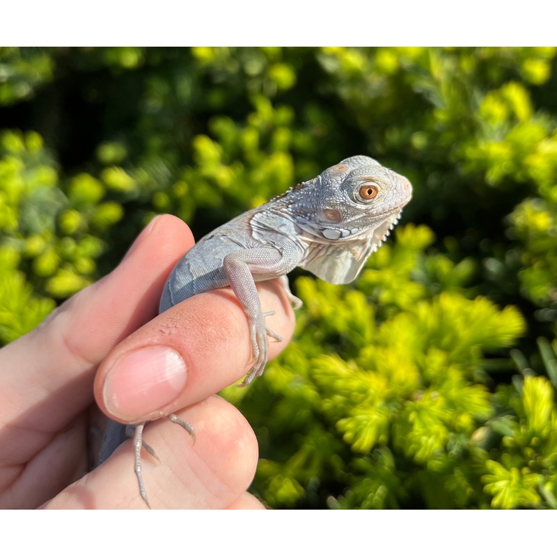 Baby Platinum Grey Iguana