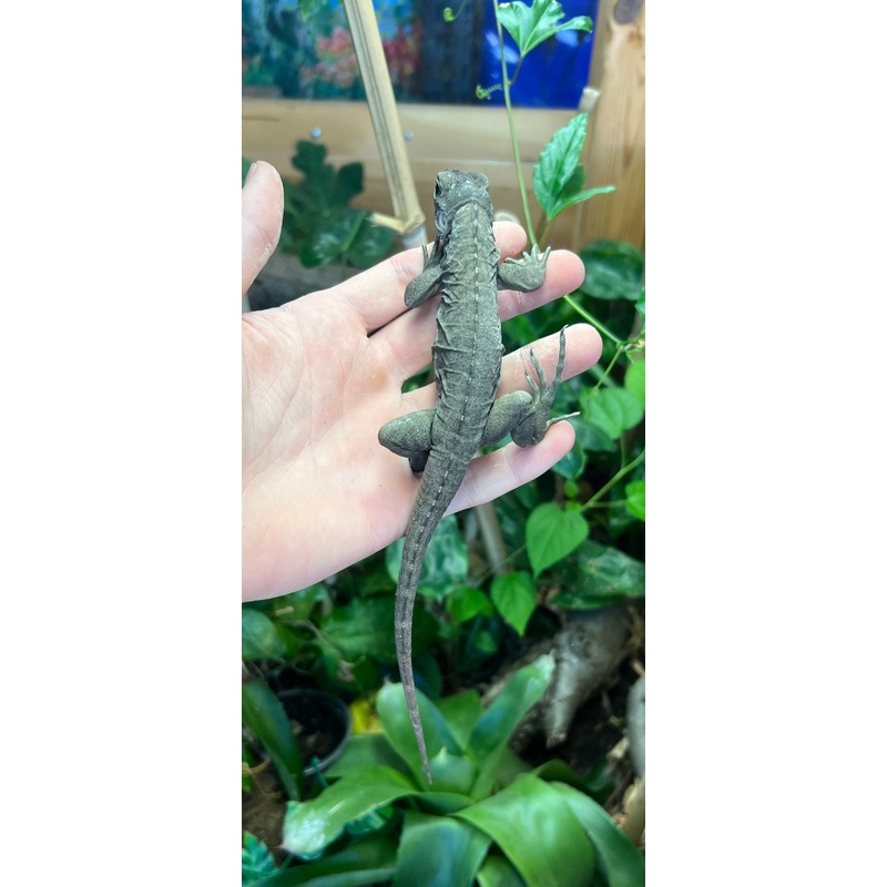 Baby Rhino Iguana (Female)