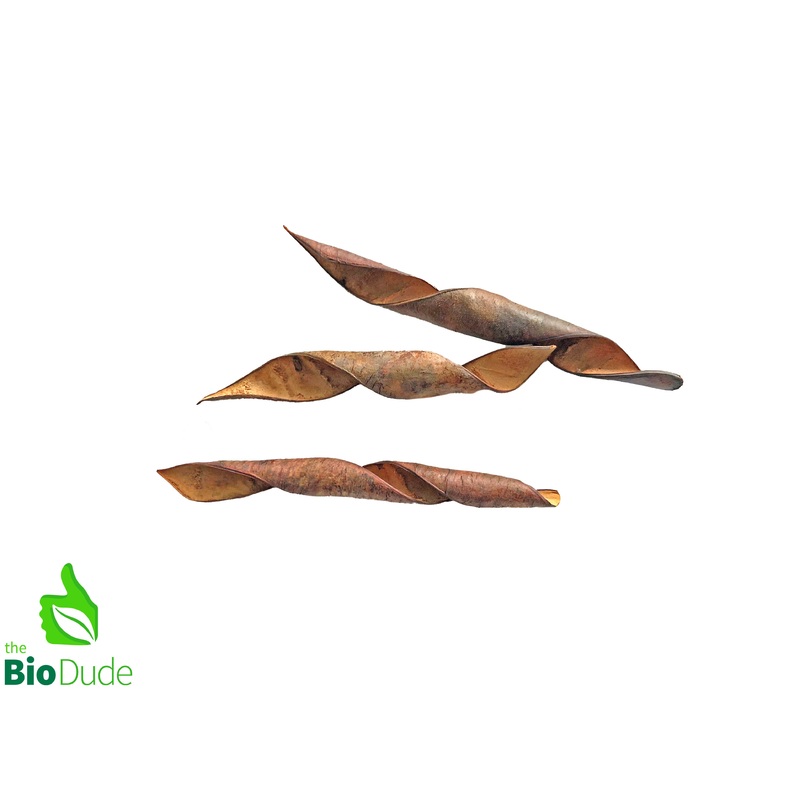 Bride of Barbados Seed Pod 3 pack