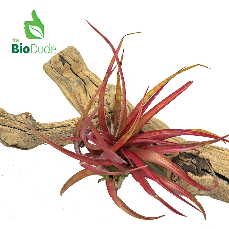 Bromeliad Tillandsia 1-Pack *The Dude’s Choice*