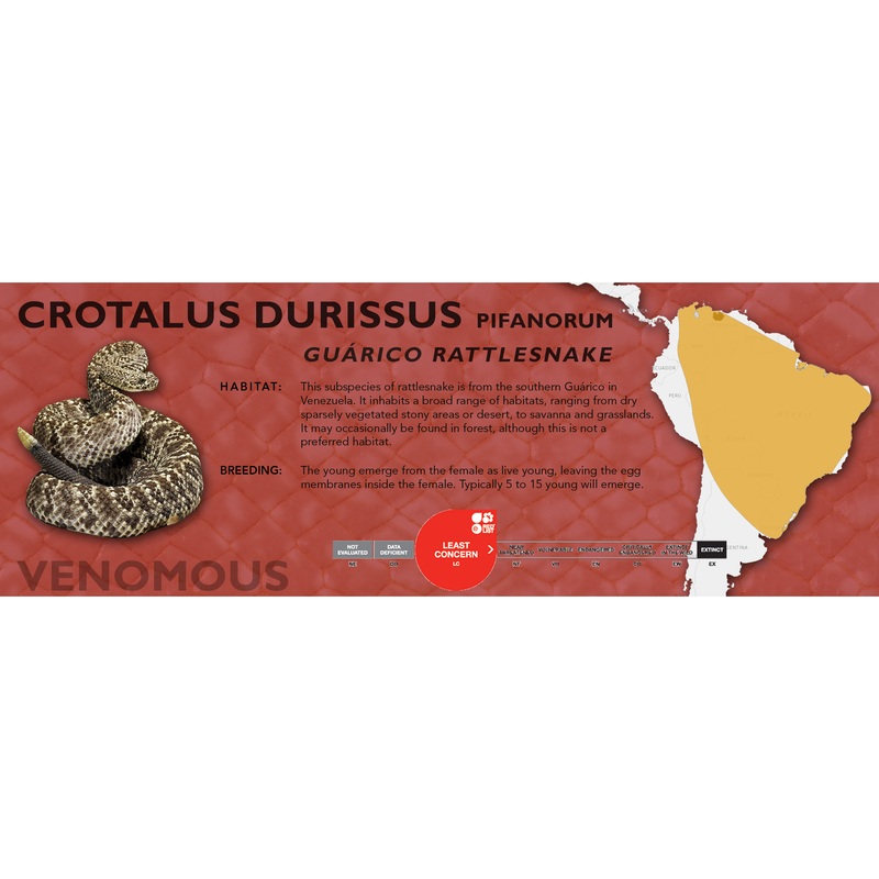 Cascabel Rattlesnake (Crotalus durissus) Classic Vivarium Label Pifanorum Original