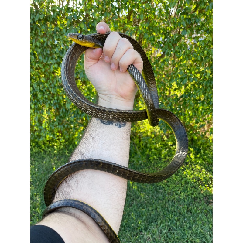 Common Sipo Snake
