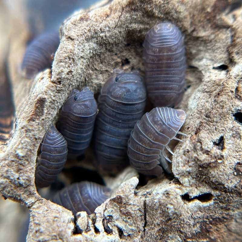 Cubaris murina