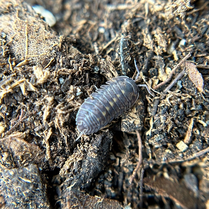 Cubaris sp. platin tung song