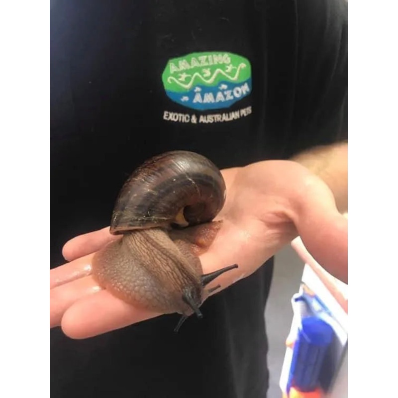 Giant Panda Snail