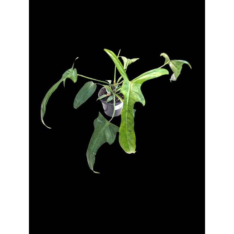 Philodendron no ID