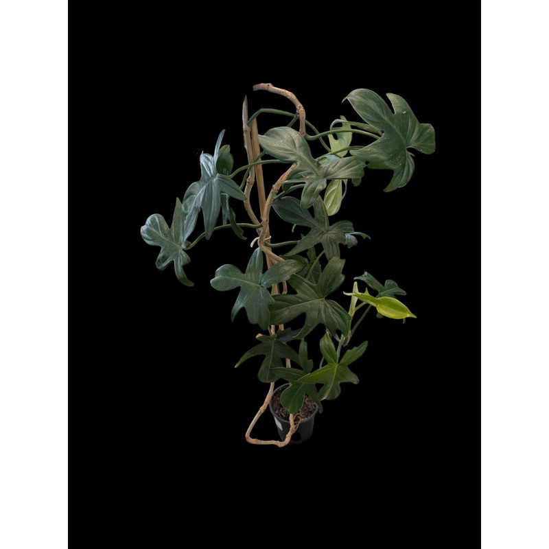Philodendron panduriforme 4″ Pot