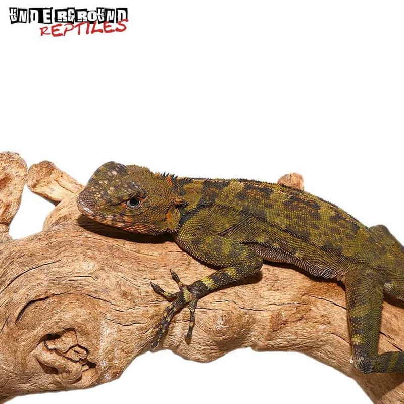 Plica Plica Lizards (plica plica) For Sale