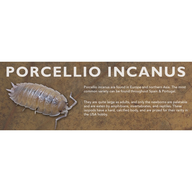 Porcellio incanus – Isopod Label Standard Size 7″ x 2.5″
