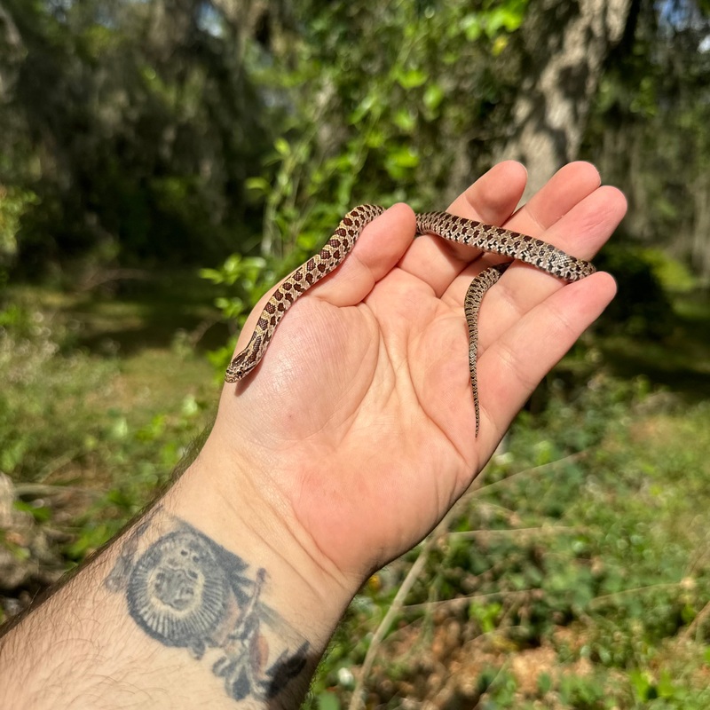Prairie Kingsnake