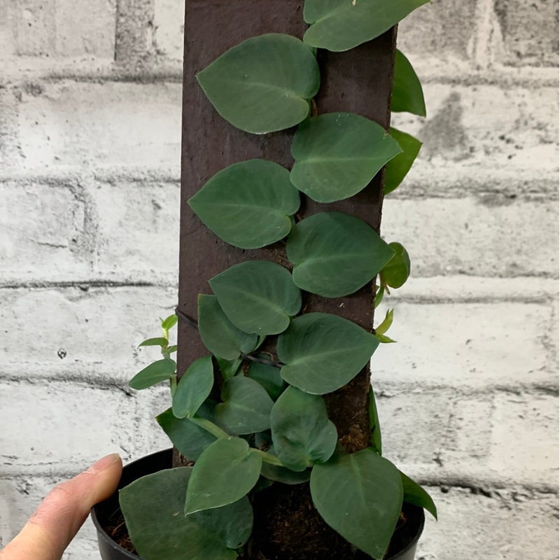 Rhaphidophora korthalsii tub
