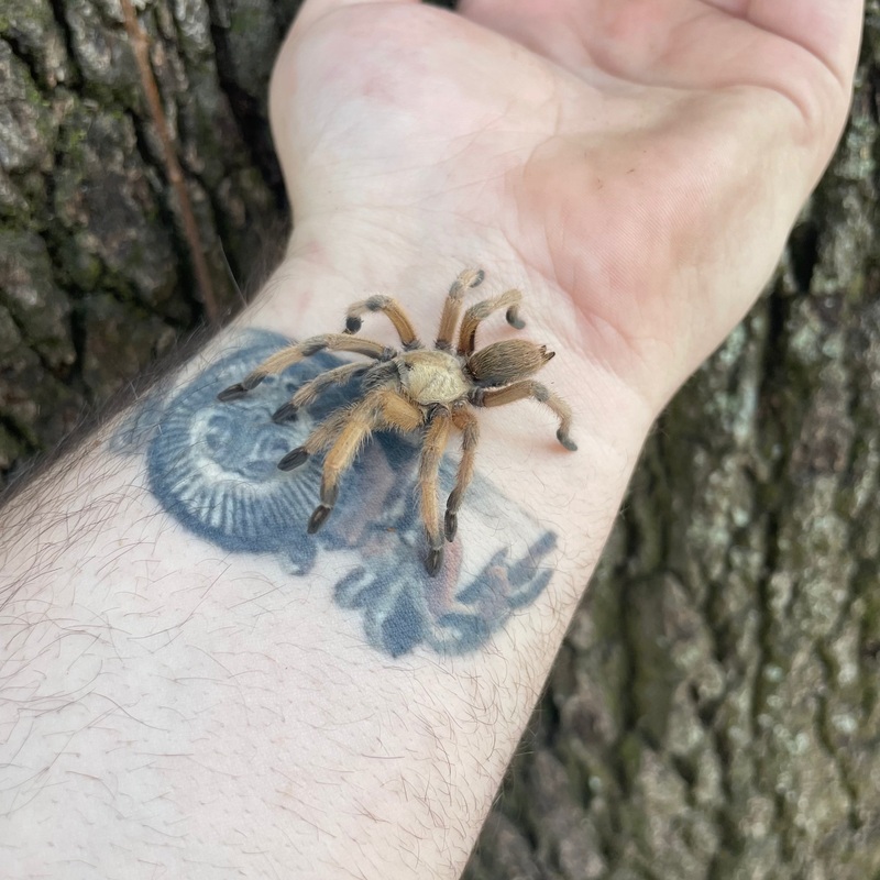 Rio Grande Gold Tarantula 1.5 – 2