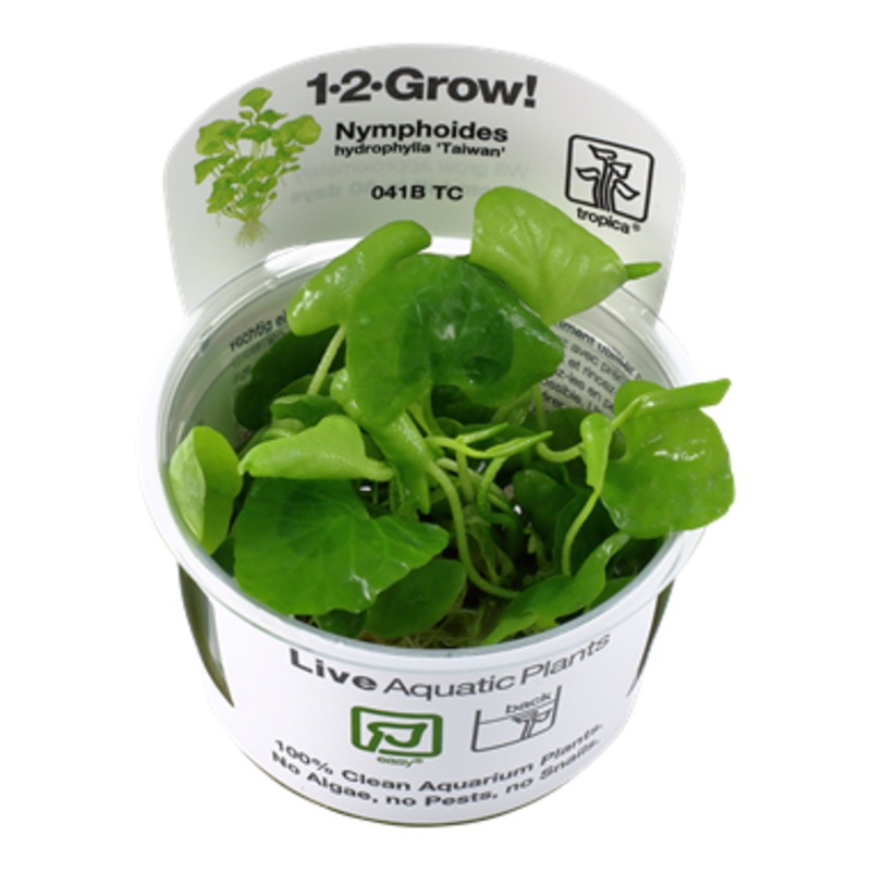Tropica Nymphoides hydrophylla Taiwan 1-2-Grow