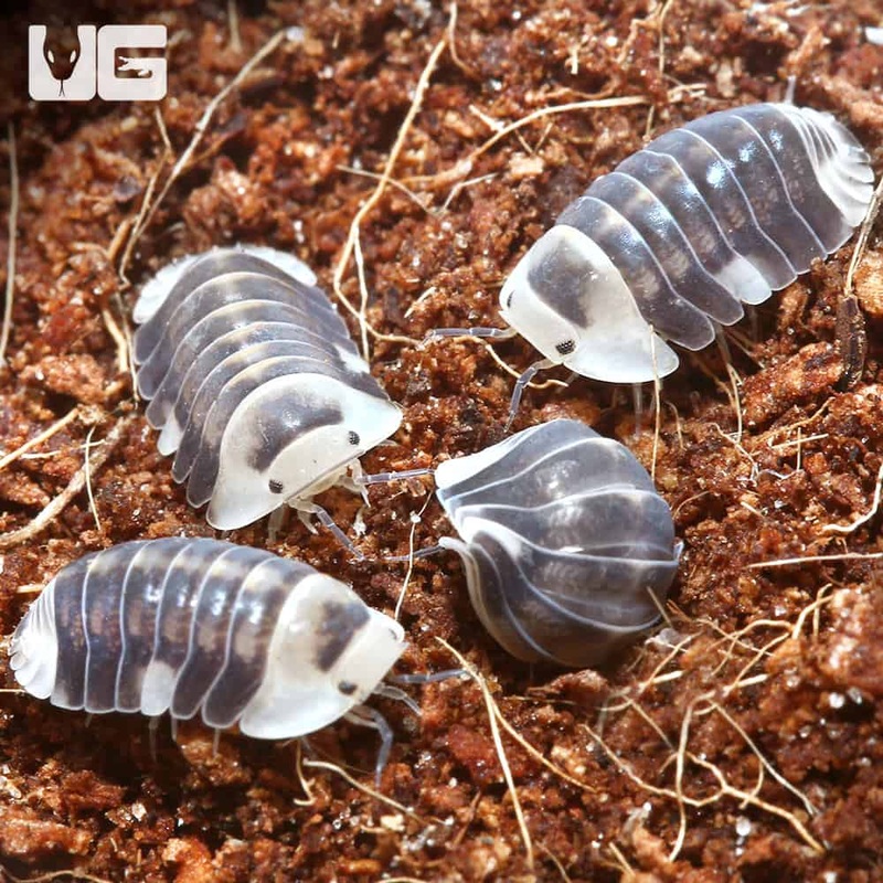 “White” Ducky Isopods (Cubaris Sp. White Ducky) For Sale
