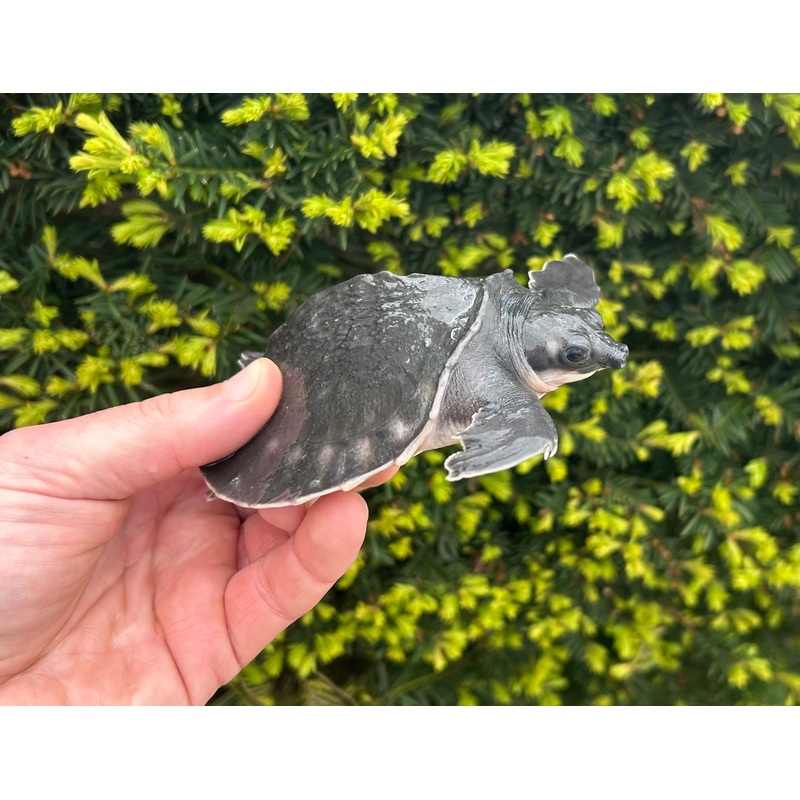 5 Fly River Turtle