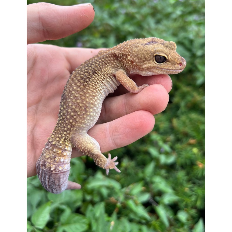 Adult Leopard Gecko (Male 1)
