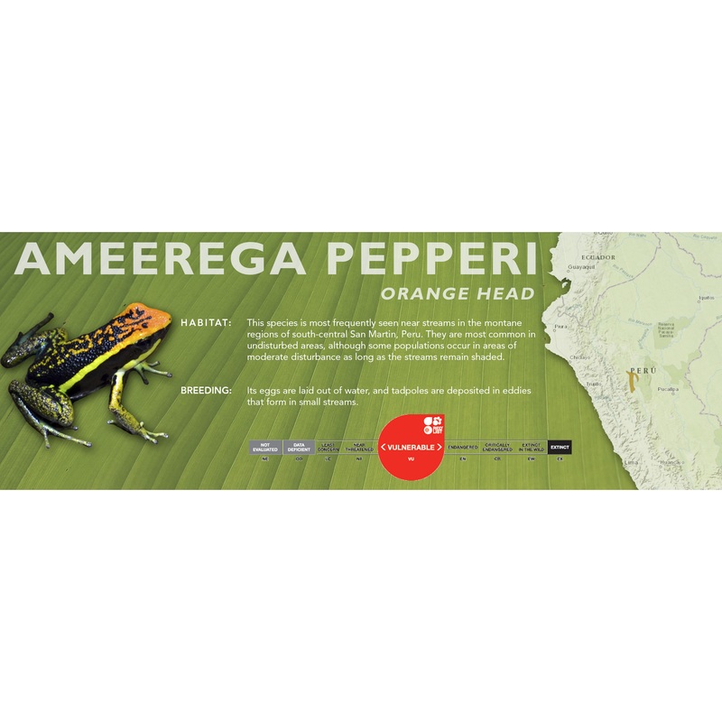 Ameerega pepperi – Classic Vivarium Label Abiseo