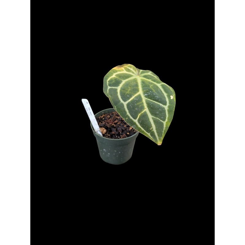 Anthurium Shuar Soul Inverse Crossing