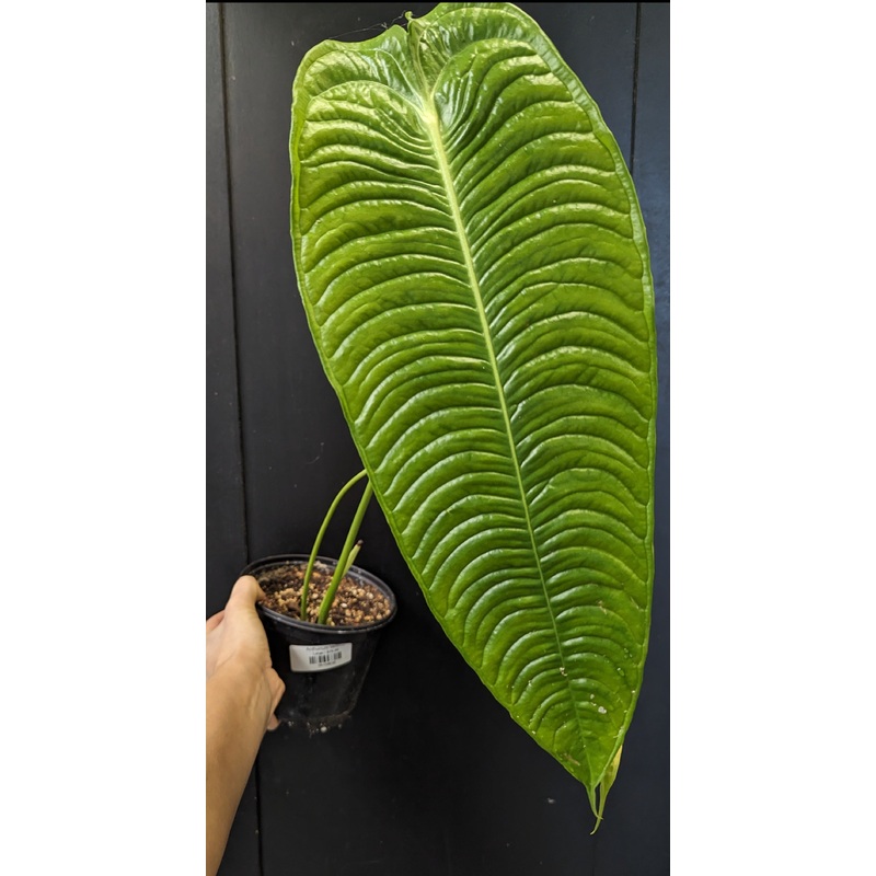 Anthurium veitchii Medium