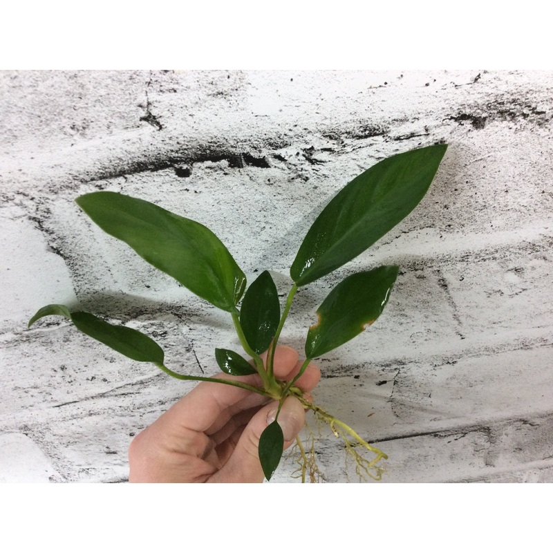 Anubias gracilis