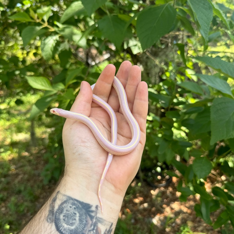 Baby Albino Striped California Kingsnake