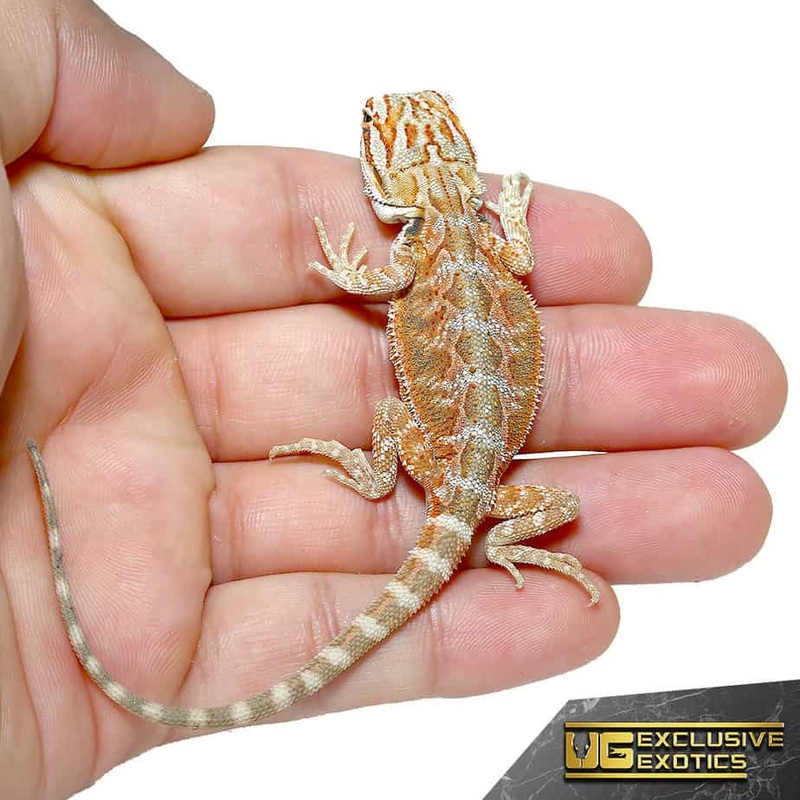 Baby Terracotta Striped Bearded Dragon For Sale