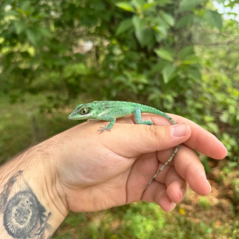 Baby Western Giant Anole Male