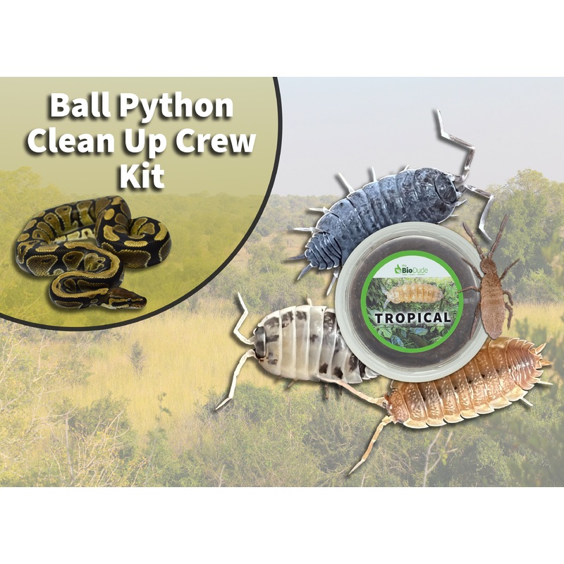 Ball Python Clean Up Crew Pack  FREE SHIPPING 40 Gallon Breeder (36″ x18″)