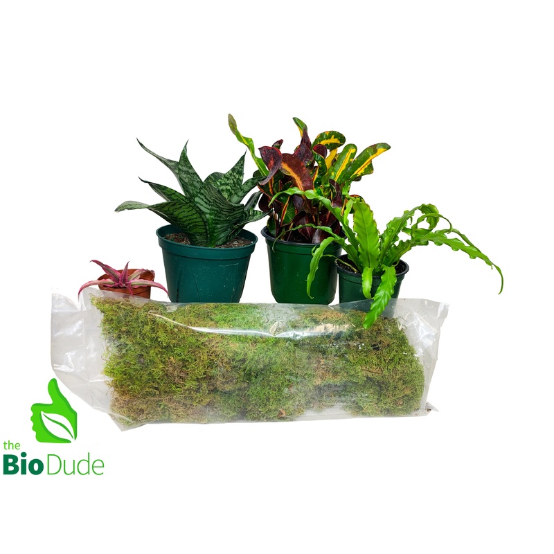 California Kingsnake Plant Pack V2