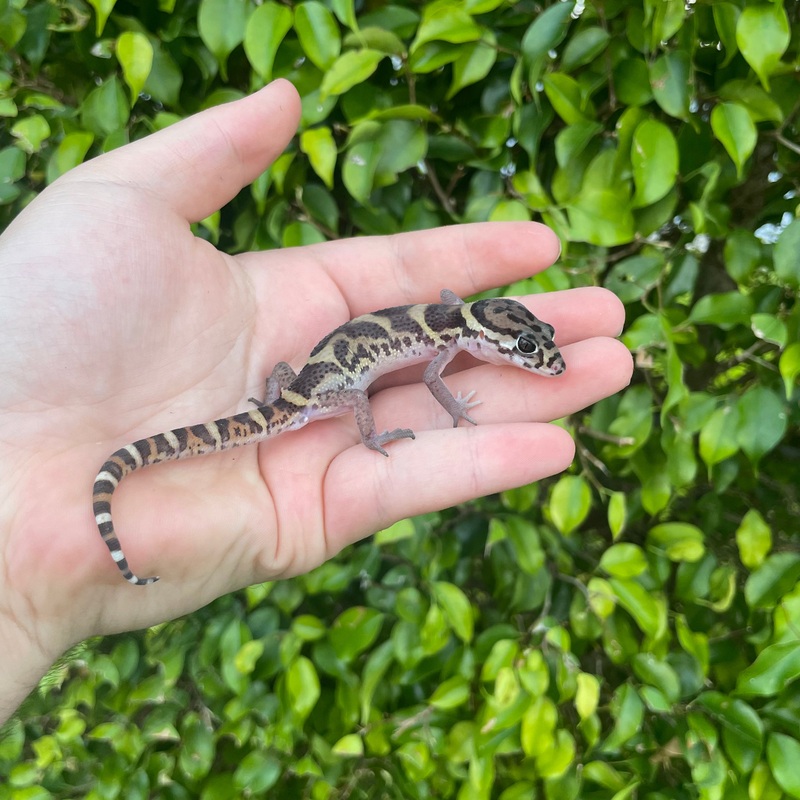 Central American Banded Gecko