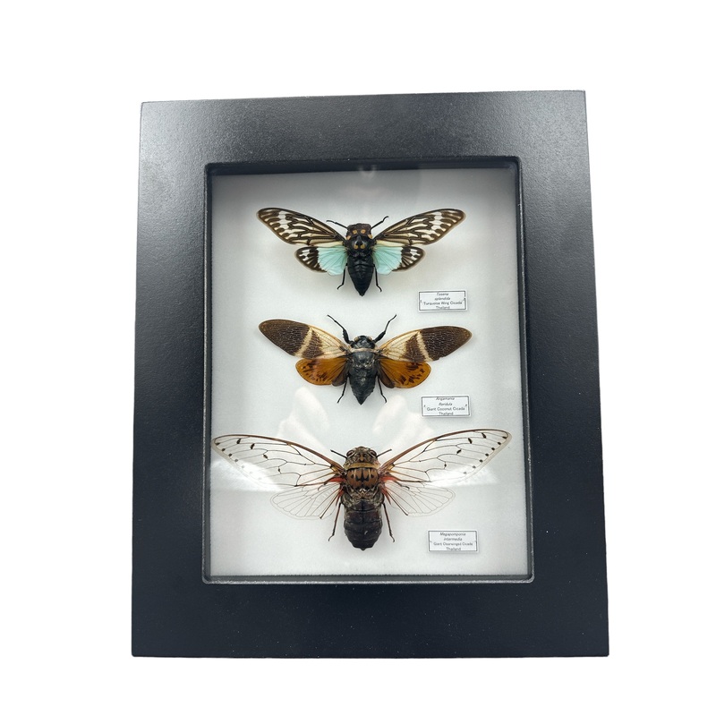 Cicadas x3 (Tosena splendida + Angamania floridula + Pomponia intermedia) – 7×9″ Frame