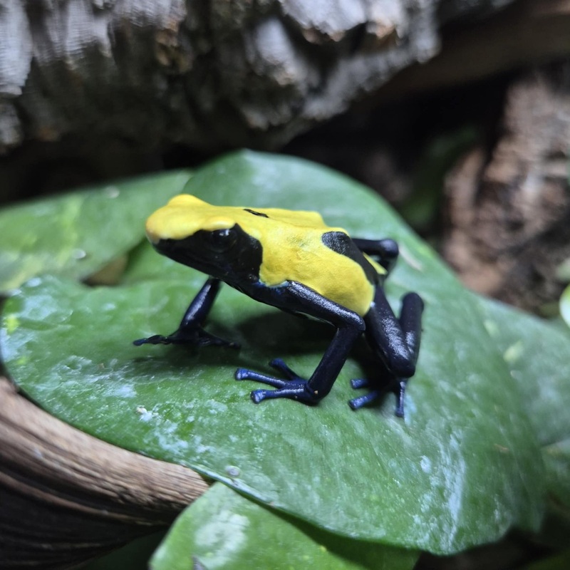 ‘Citronella’ Dart Frogs For Sale – Dendrobates tinctorius