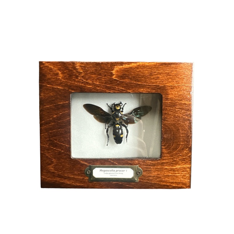 Giant Scoliid Wasp – Female (Megascolia procer) – 2×3″ Frame